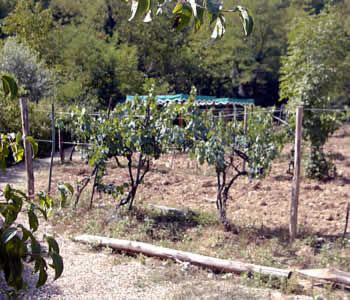 Appartamenti-ville in affitto in Greve in Chianti Chianti - Antico Pastificio Ulisse Mariotti