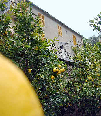 Affitta camere  in Monterosso al Mare Cinque Terre - La Casa dei Limoni
