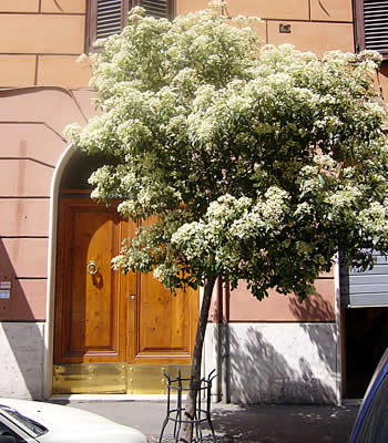 Bed and breakfast in Roma Trieste Salario Nomentano - Aronica