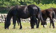 Cavalli al pascolo Murgesi